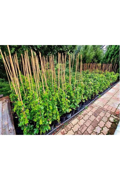 Виноград дівочий тризагострений Вічі - 5л/вис.150-200см/Ø15-25см